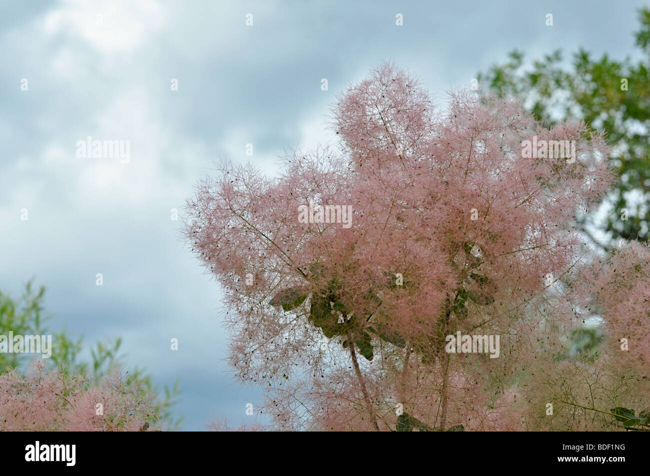 Cotinus Coggygria - Pink Common Smoke Tree Stock Photo
