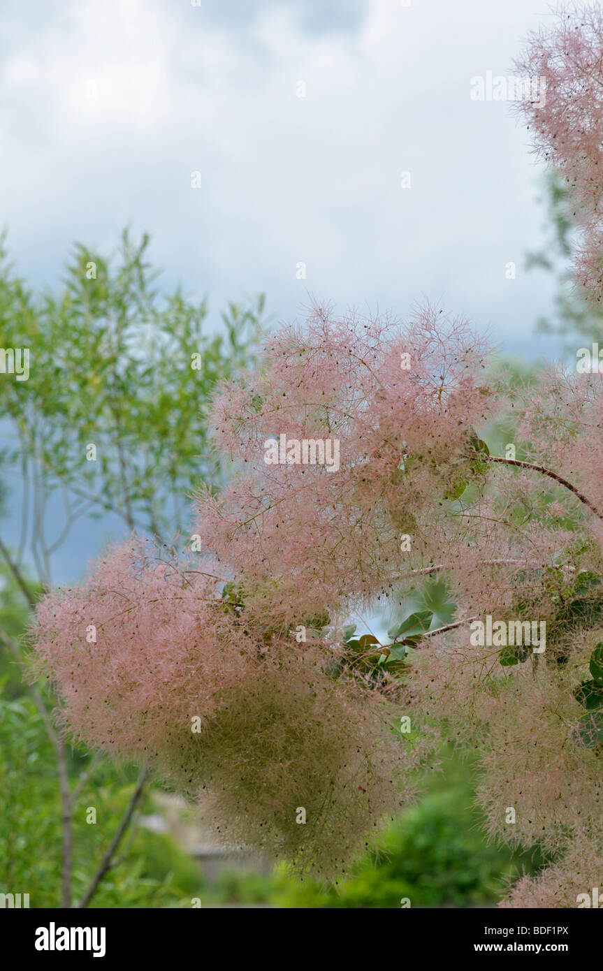 Cotinus Coggygria - Pink Common Smoke Tree Stock Photo
