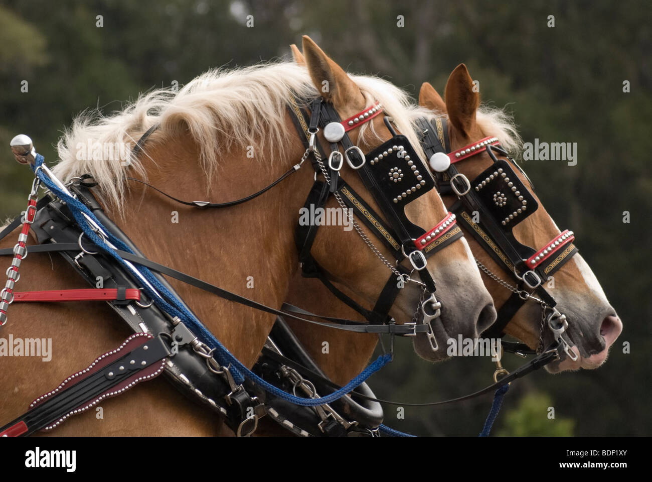 Annual Plow Days Festival at Dudley Farm Historic State Park, Newberry, Florida--National Register of Historic Places. Stock Photo