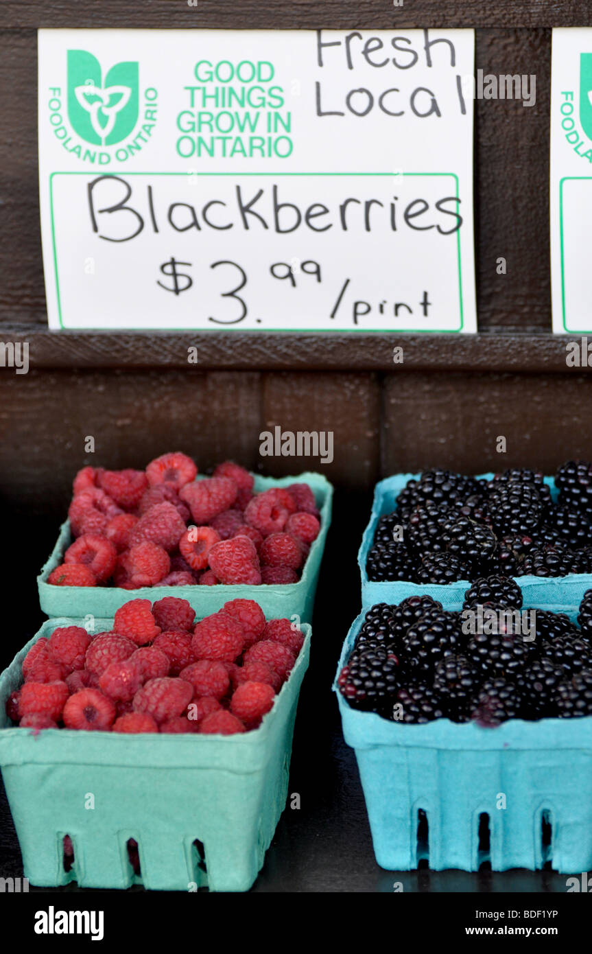 Ontario Grown Raspberries and Blackberries - Niagara Region Stock Photo