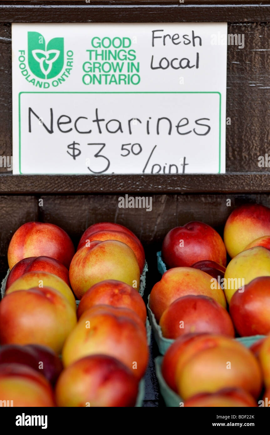 Ontario Grown Nectarines - Niagara Region/Orchards Stock Photo