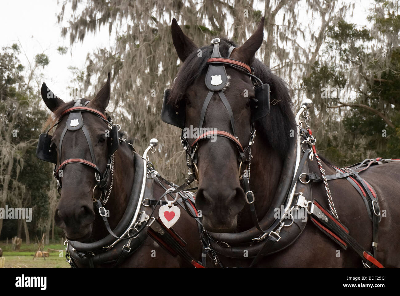 Annual Plow Days Festival at Dudley Farm Historic State Park, Newberry, Florida--National Register of Historic Places. Stock Photo