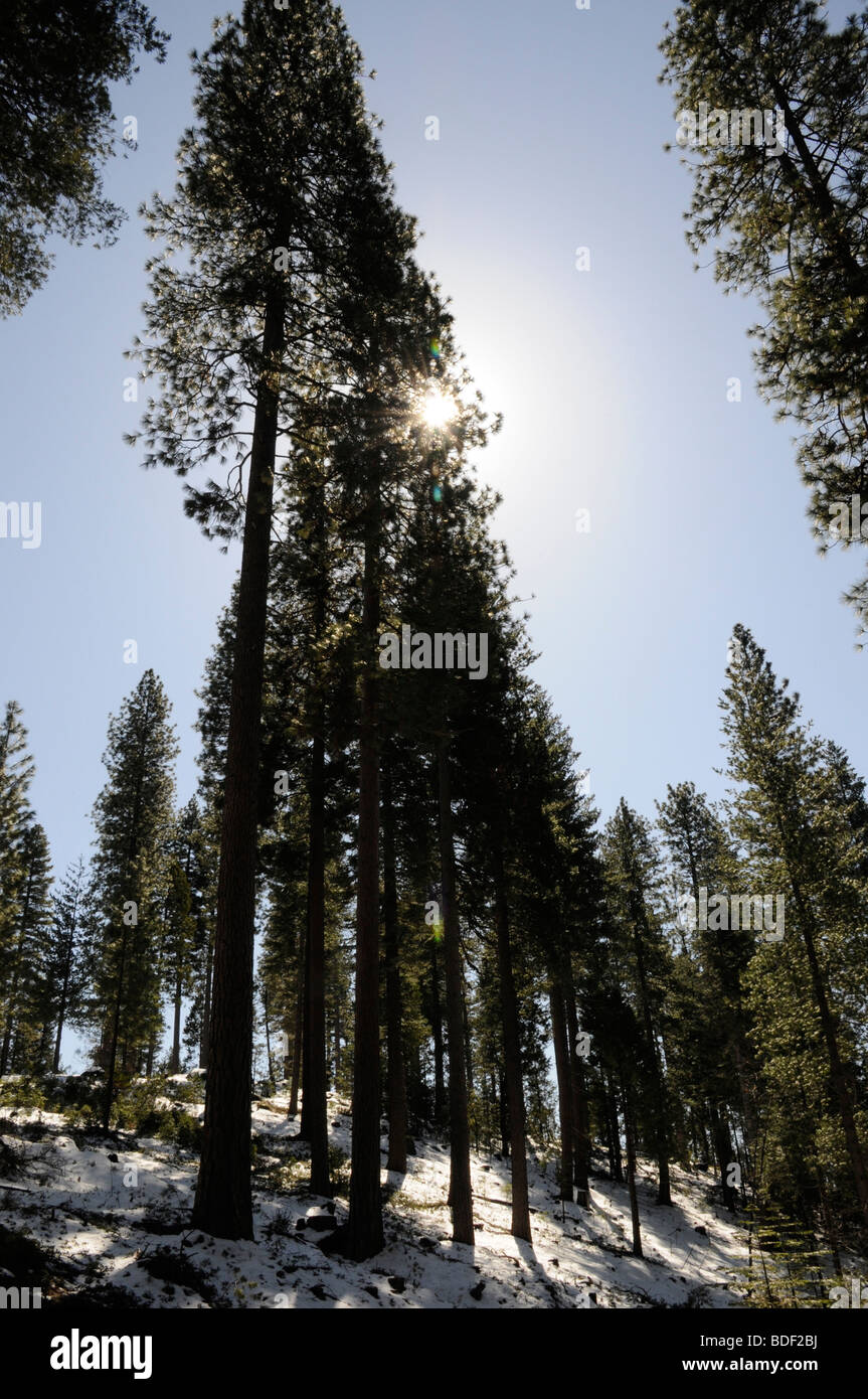 Tall Trees Sunburst High Resolution Stock Photography and Images - Alamy