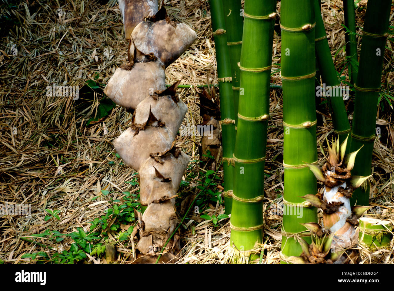 Bamboo plant roots hires stock photography and images Alamy