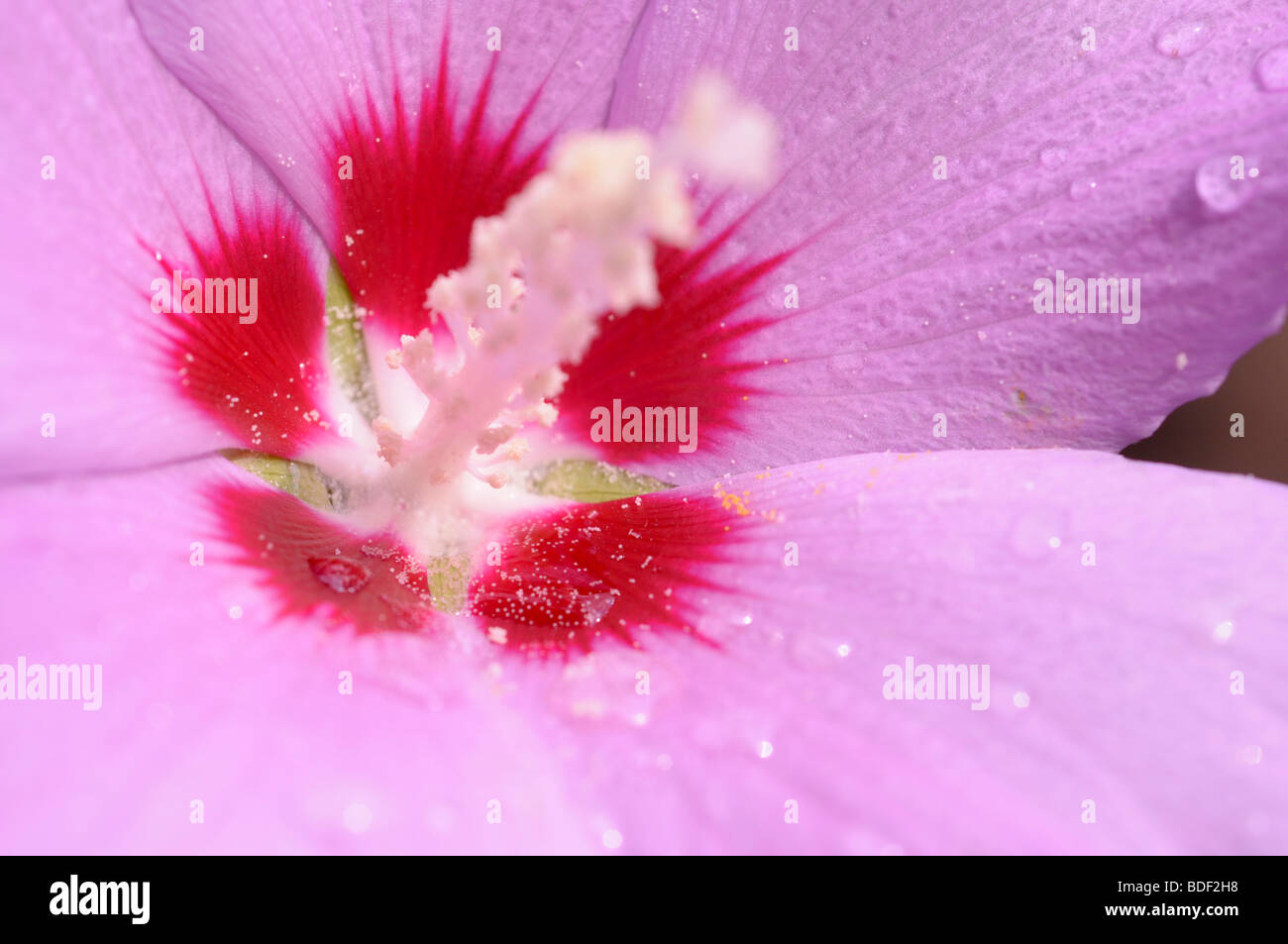 Close-up of Hibiscus Syriacus a.k.a Rose of Sharon Stock Photo