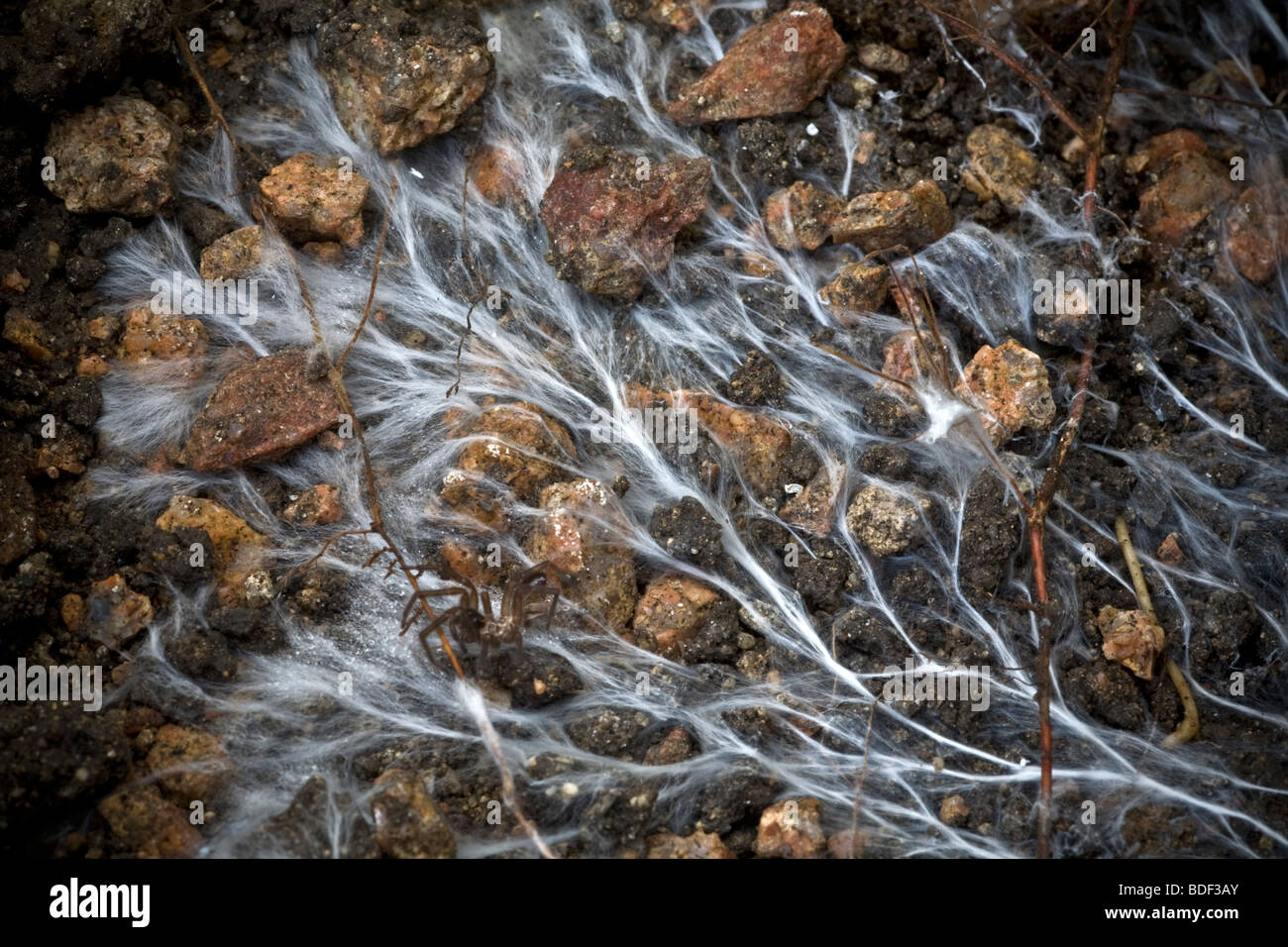 Mycelium of mushroom. Mycorrhizal association, the fungus colonizes the host plant's root tissues. Mycorrhiza is a symbiotic association. Mycorhize. Stock Photo