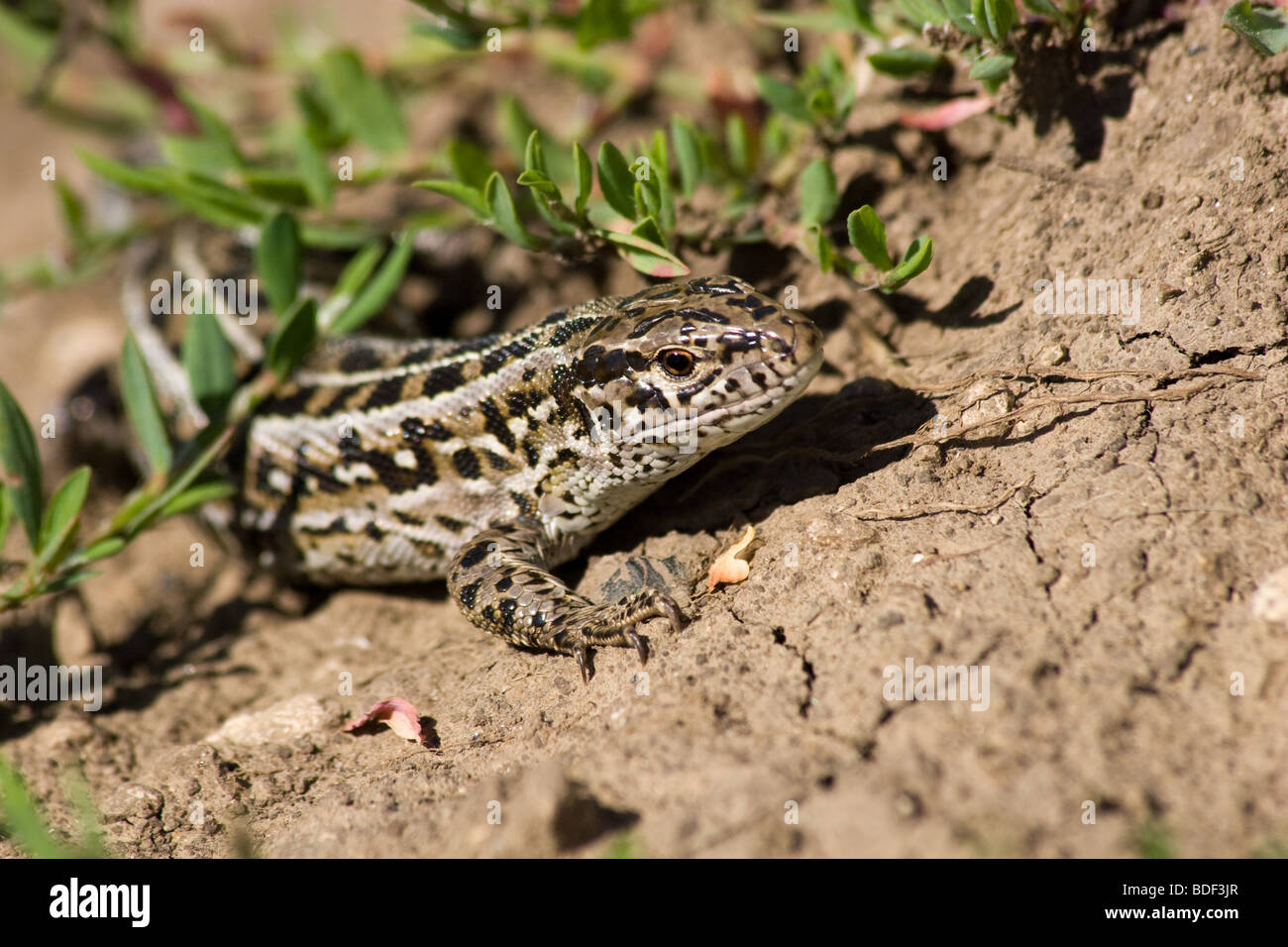 Lizard in the wild nature (female, female sex). Russia, the Ryazan region,  Pronsky area, village Denisovo Stock Photo - Alamy