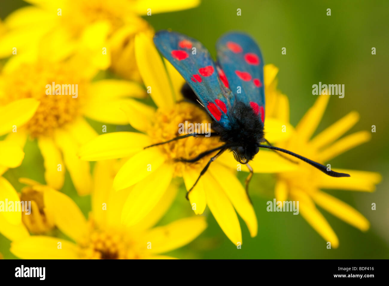 England, Tyne and Wear. Six-Spot Burnet Moth (Zygaena filipendulae) on a wild flower near the St Mary's Island nature reserve Stock Photo