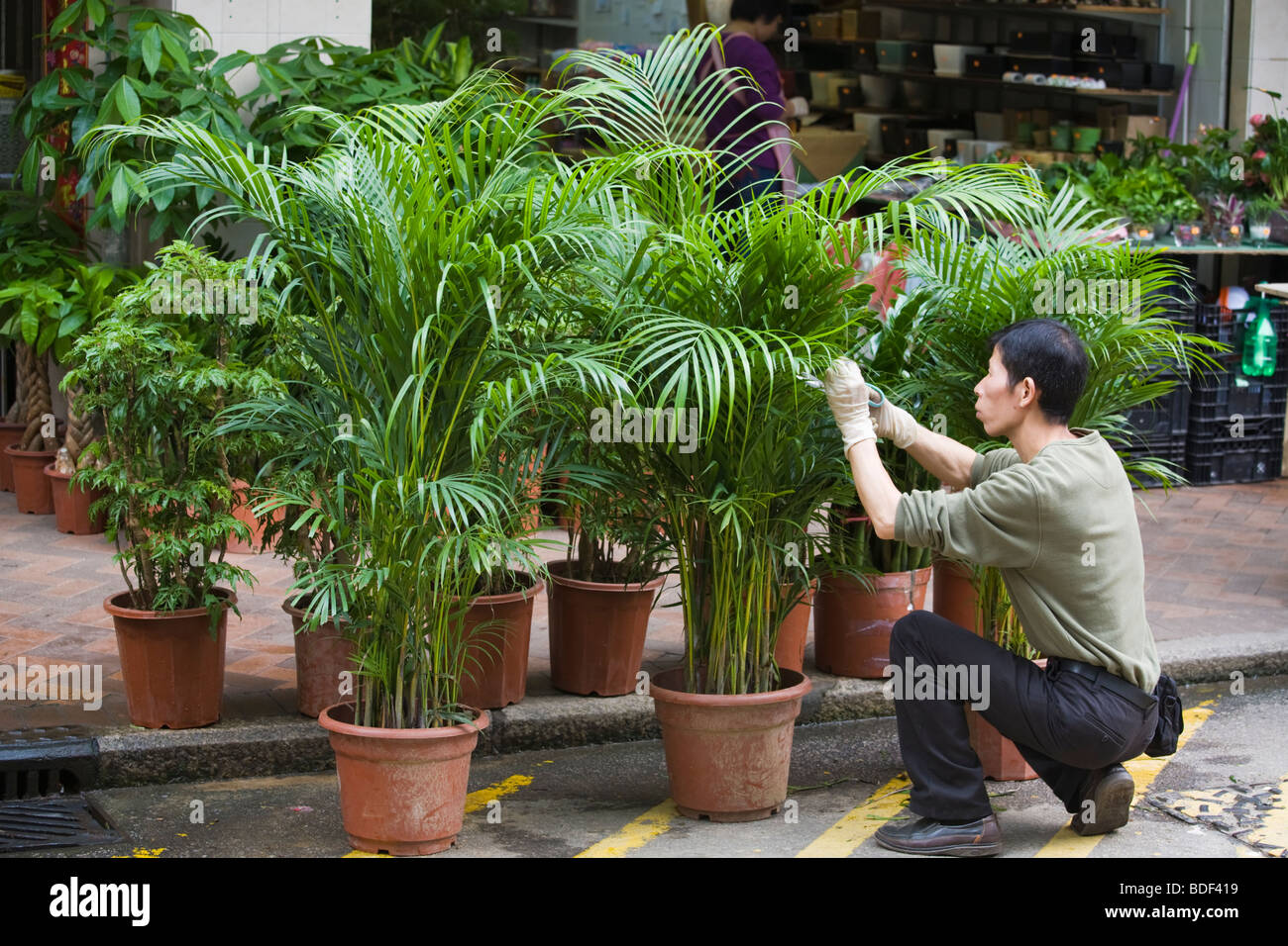 Flower Market, Kowloon, Hong Kong, China Stock Photo Alamy