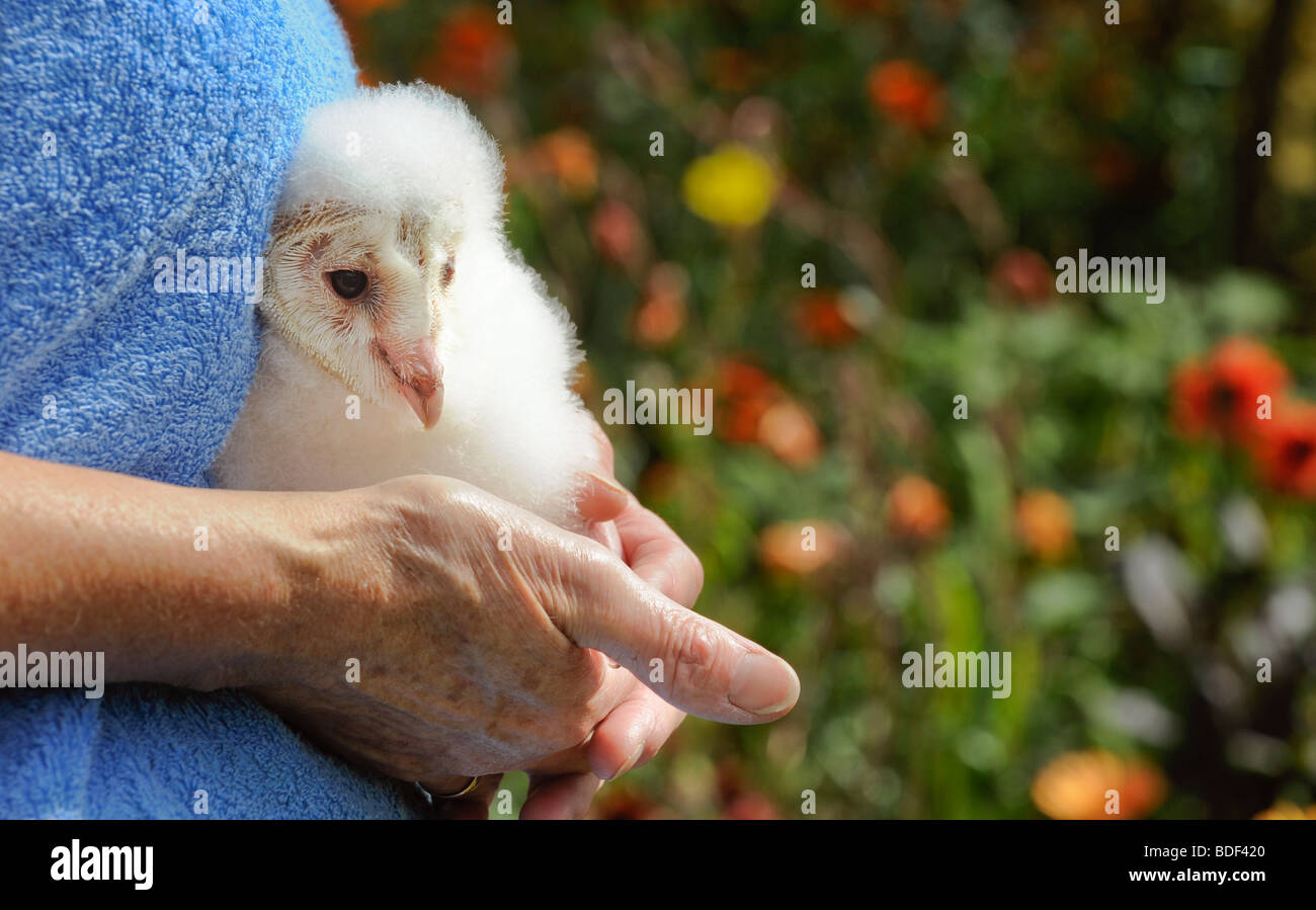 A baby Barn Owl nestling being hand reared in Sussex UK. Picture Jim Holden. Stock Photo