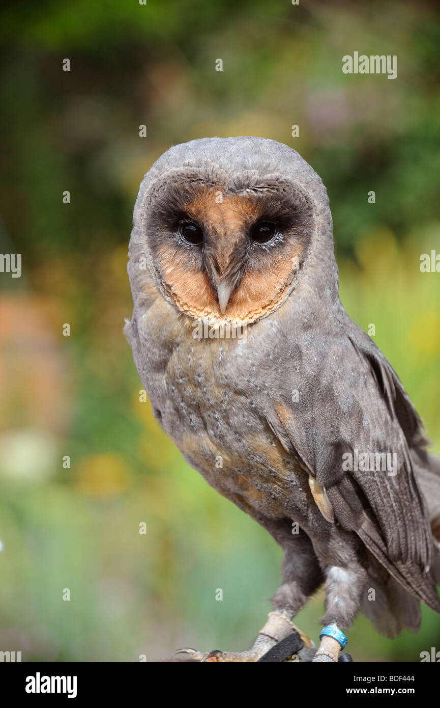 A rare black Barn Owl on display in East Sussex UK, Picture Jim Holden