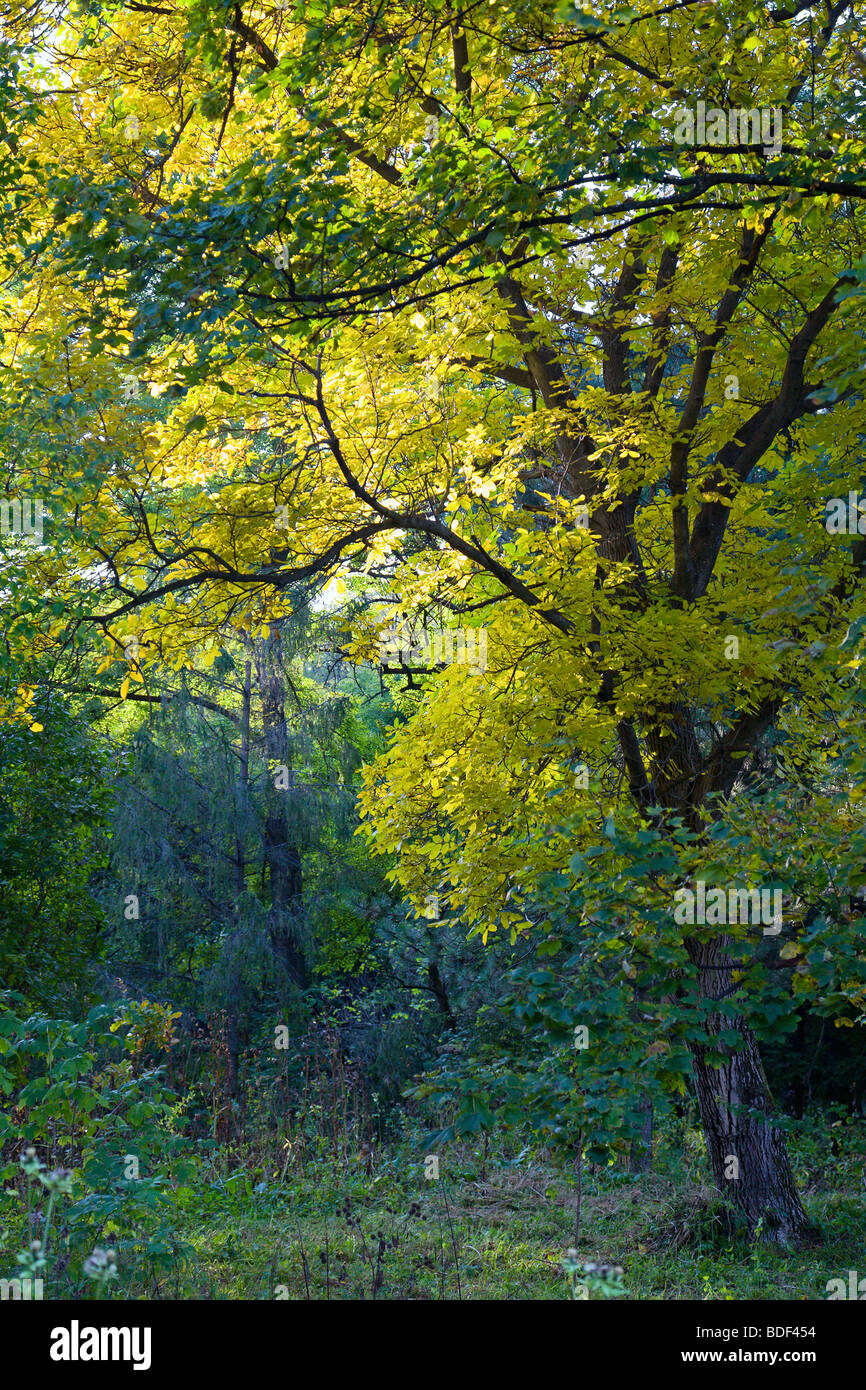 Golden and green tree on dark autumn forest Stock Photo