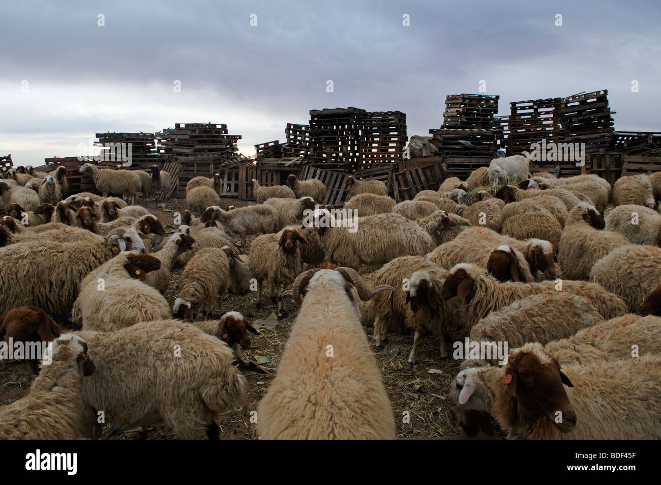 Flock of sheep in a Bedouin village at the Negev desert Southern Israel Stock Photo