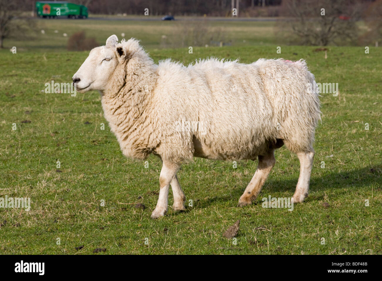A clin cross texel mule sheep in Highland Perthshire. Stock Photo