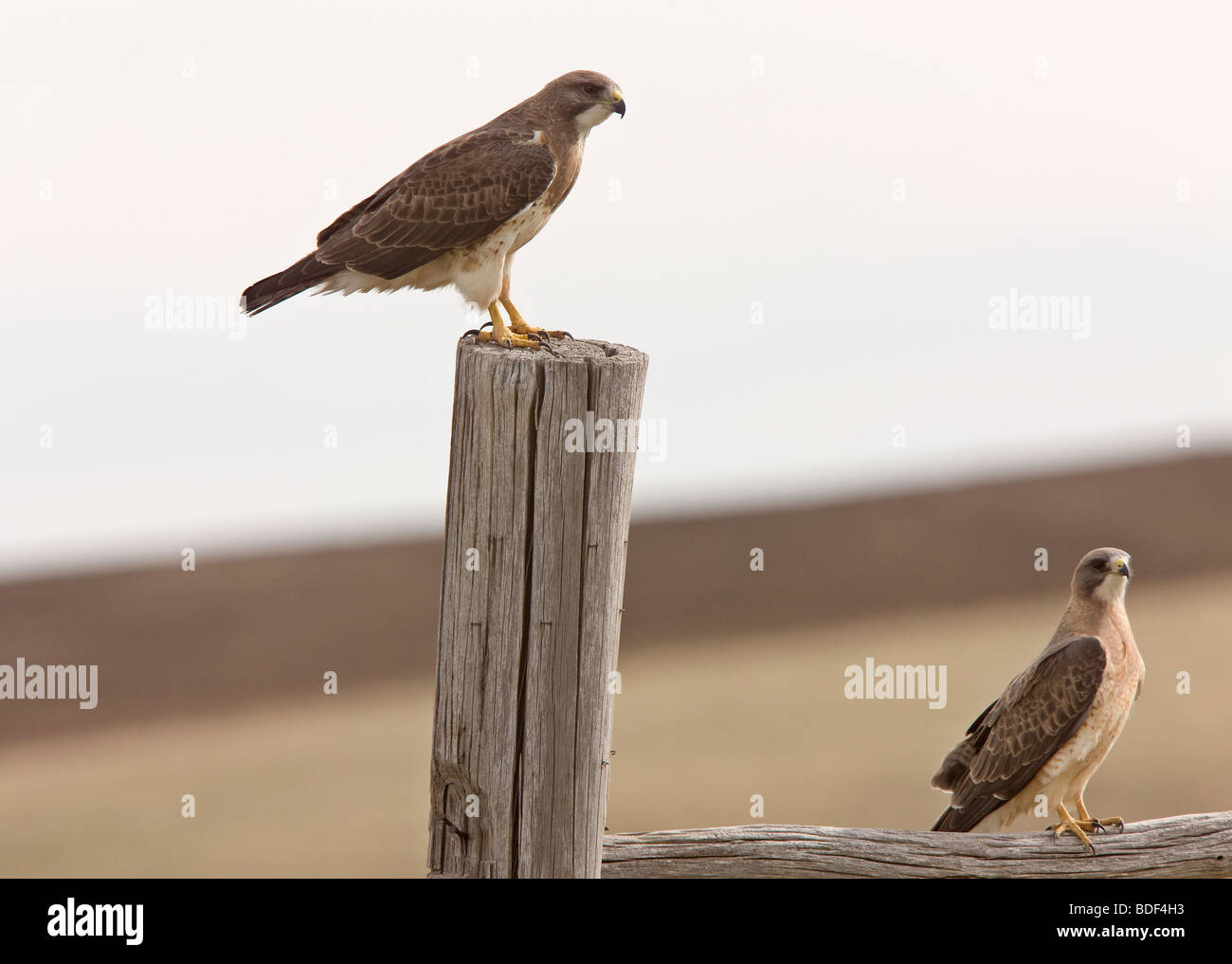 Swainson's hawk in Flight Stock Photo - Alamy
