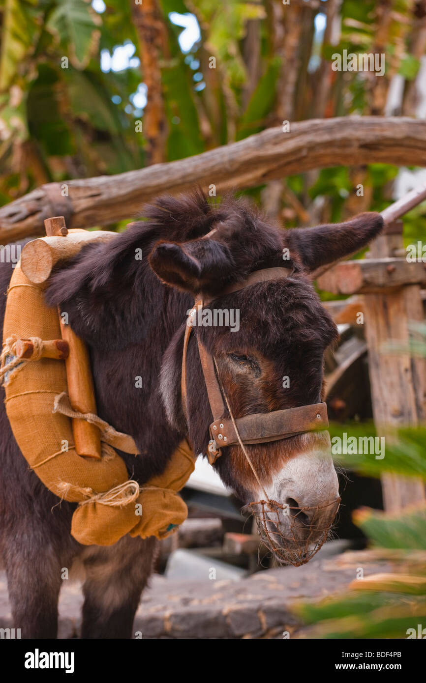 Waterwheel being turned by a donkey at Pajara Fuerteventura Canary Islands Spain Stock Photo