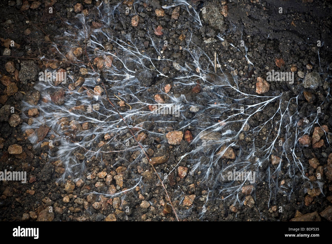 Mycelium of mushroom. Mycorrhizal association, the fungus colonizes the host plant's root tissues. Mycorrhiza is a symbiotic association. Mycorhize. Stock Photo