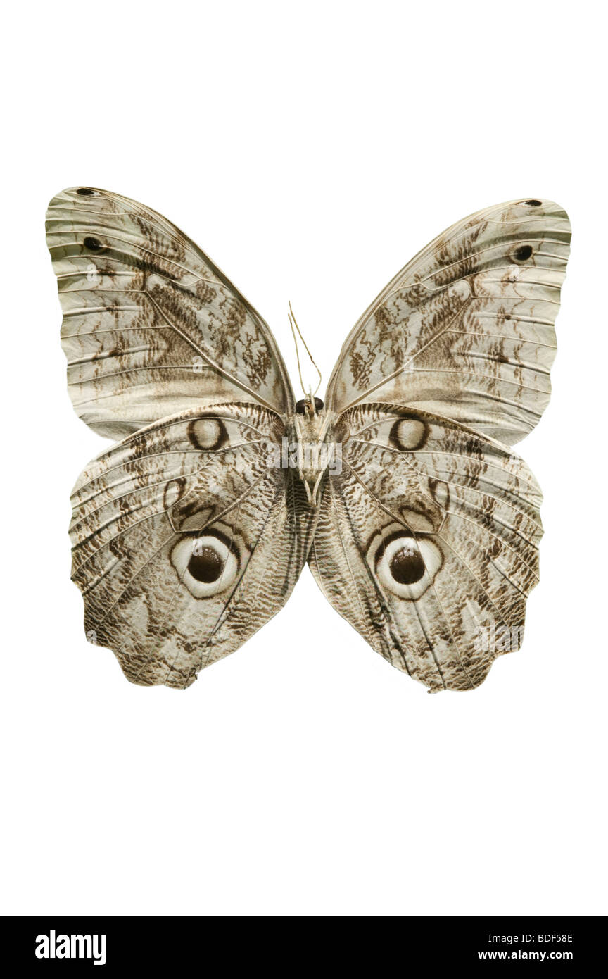 Owl moth on white Stock Photo