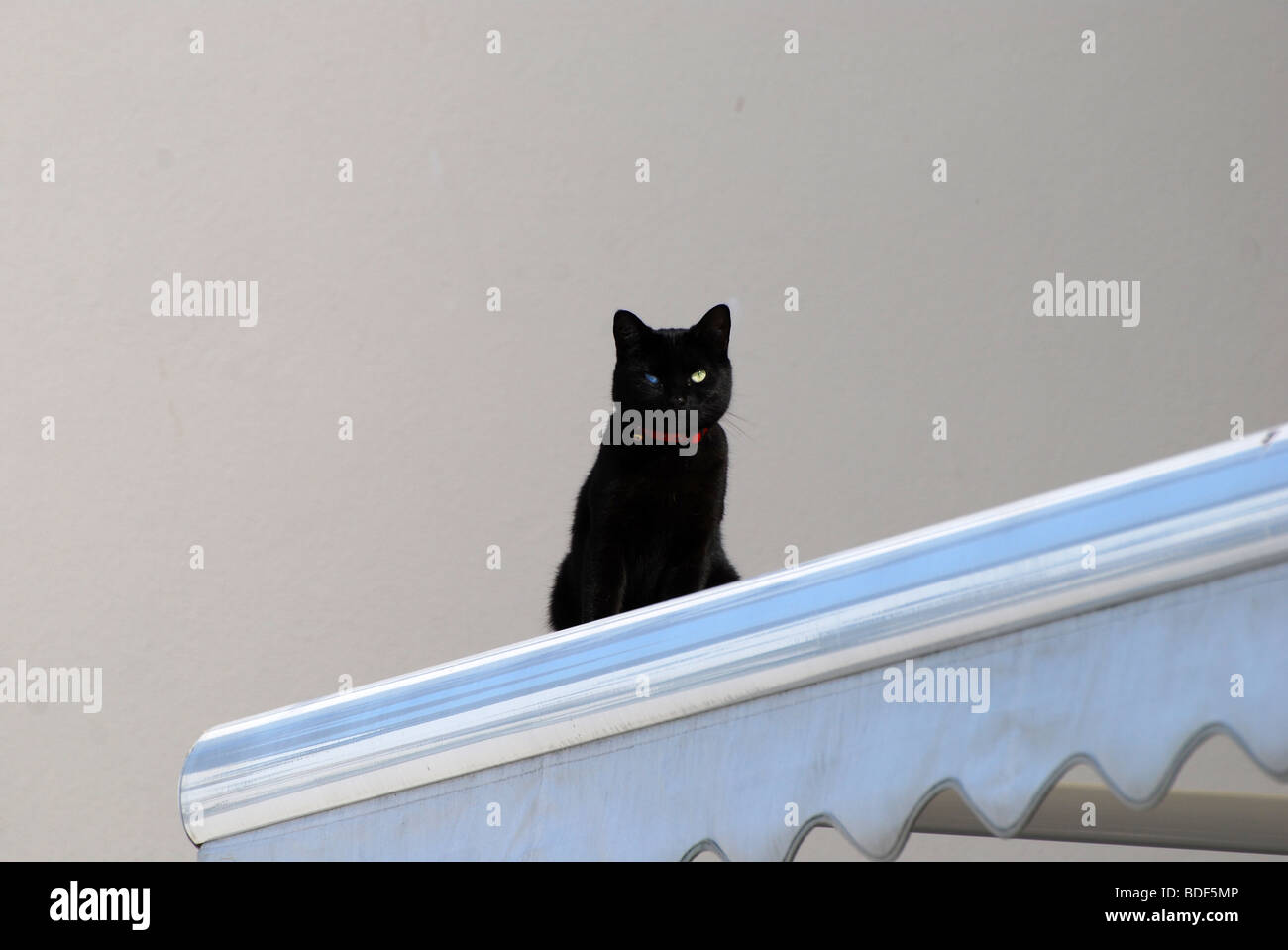black cat white background number 2769 Stock Photo