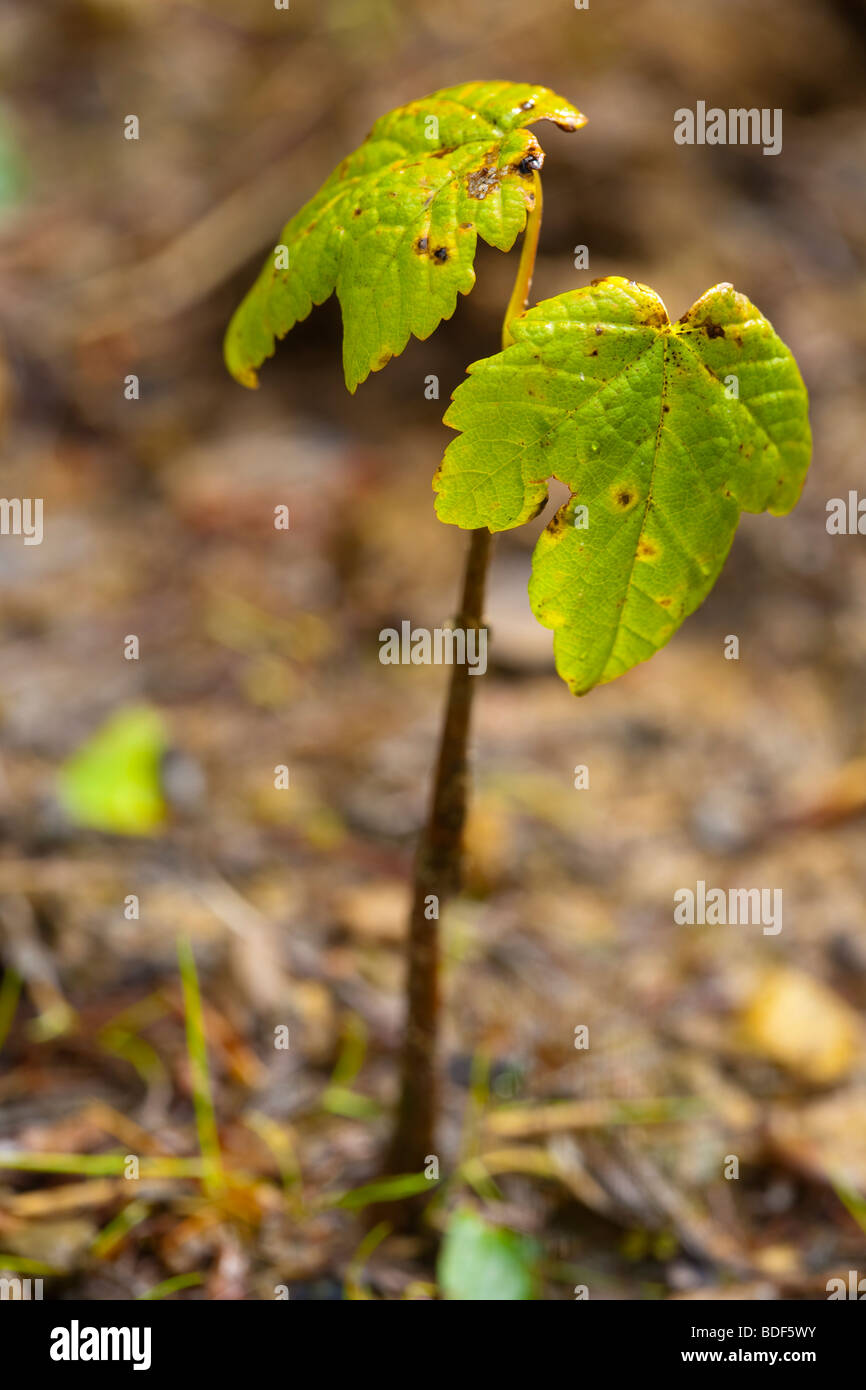 Sycamore sapling tree sapling hi-res stock photography and images - Alamy