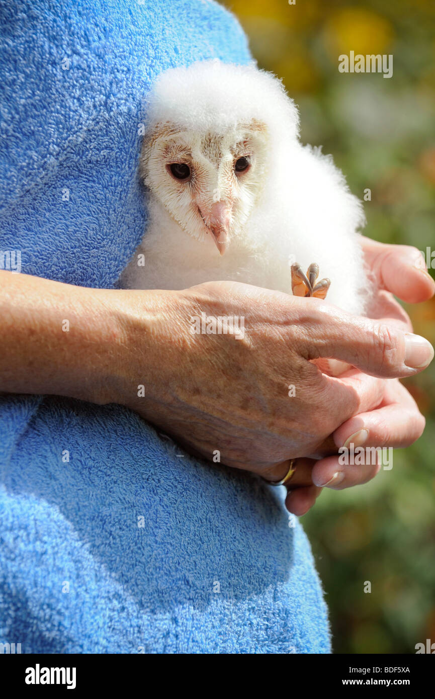 A baby Barn Owl nestling being hand reared in Sussex UK. Picture Jim Holden. Stock Photo