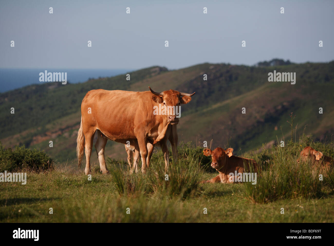 Cows graze on a cliff top pasture near San Sebastian in northern Spain Stock Photo