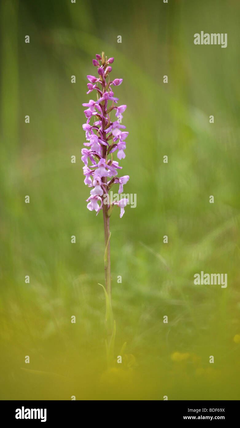 Fragrant Orchid close up of flower Stock Photo