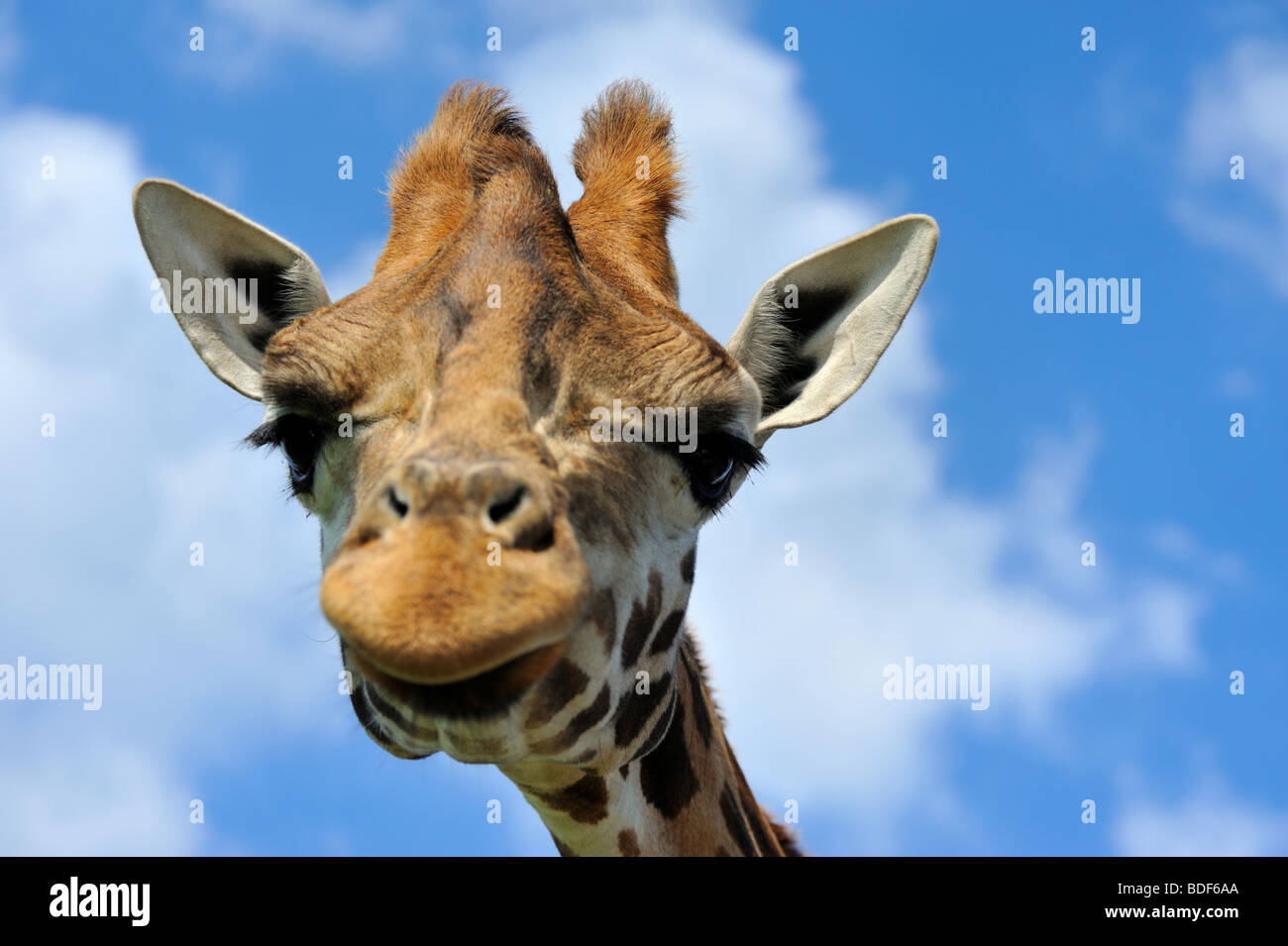 close-up of a funny giraffe Stock Photo