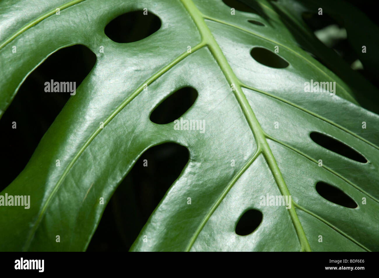 Perforated monstera leaf hi-res stock photography and images - Alamy