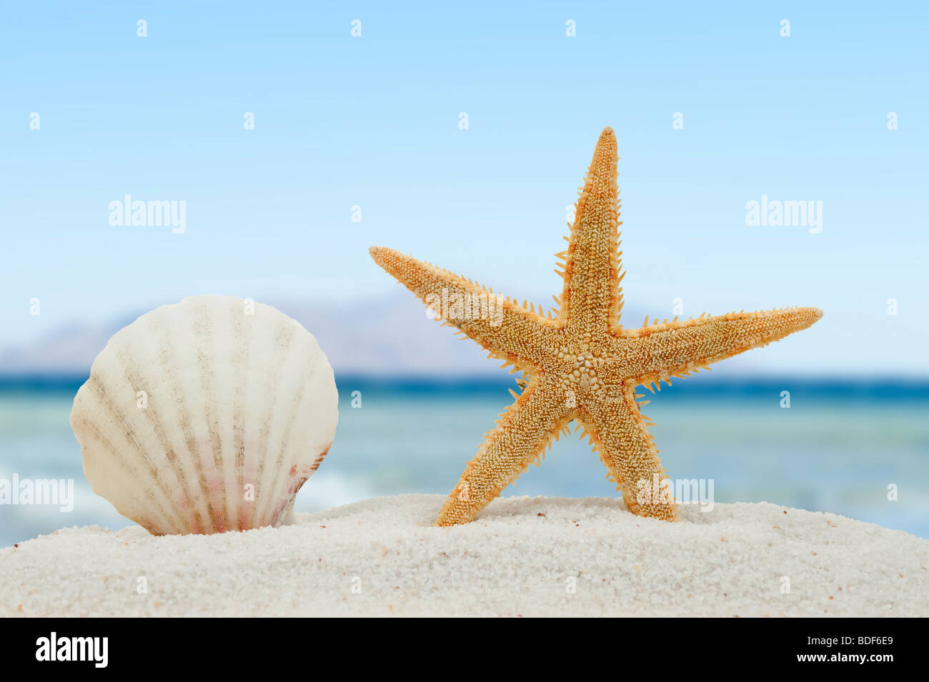 Sea shell and starfish in summer on the beach Stock Photo