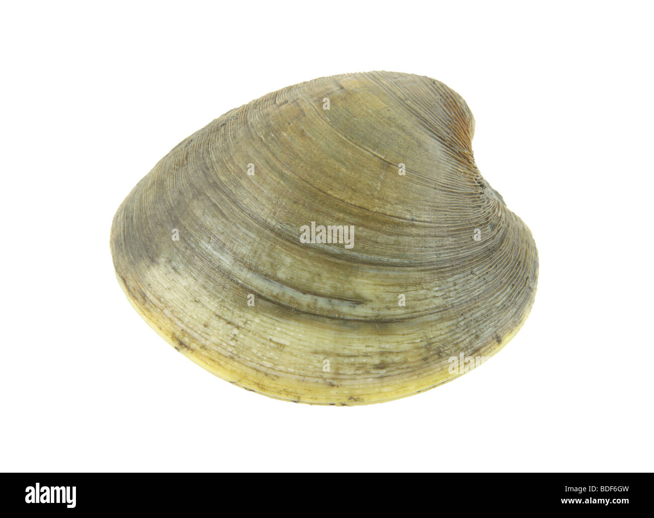 Quahog clam Stock Photo