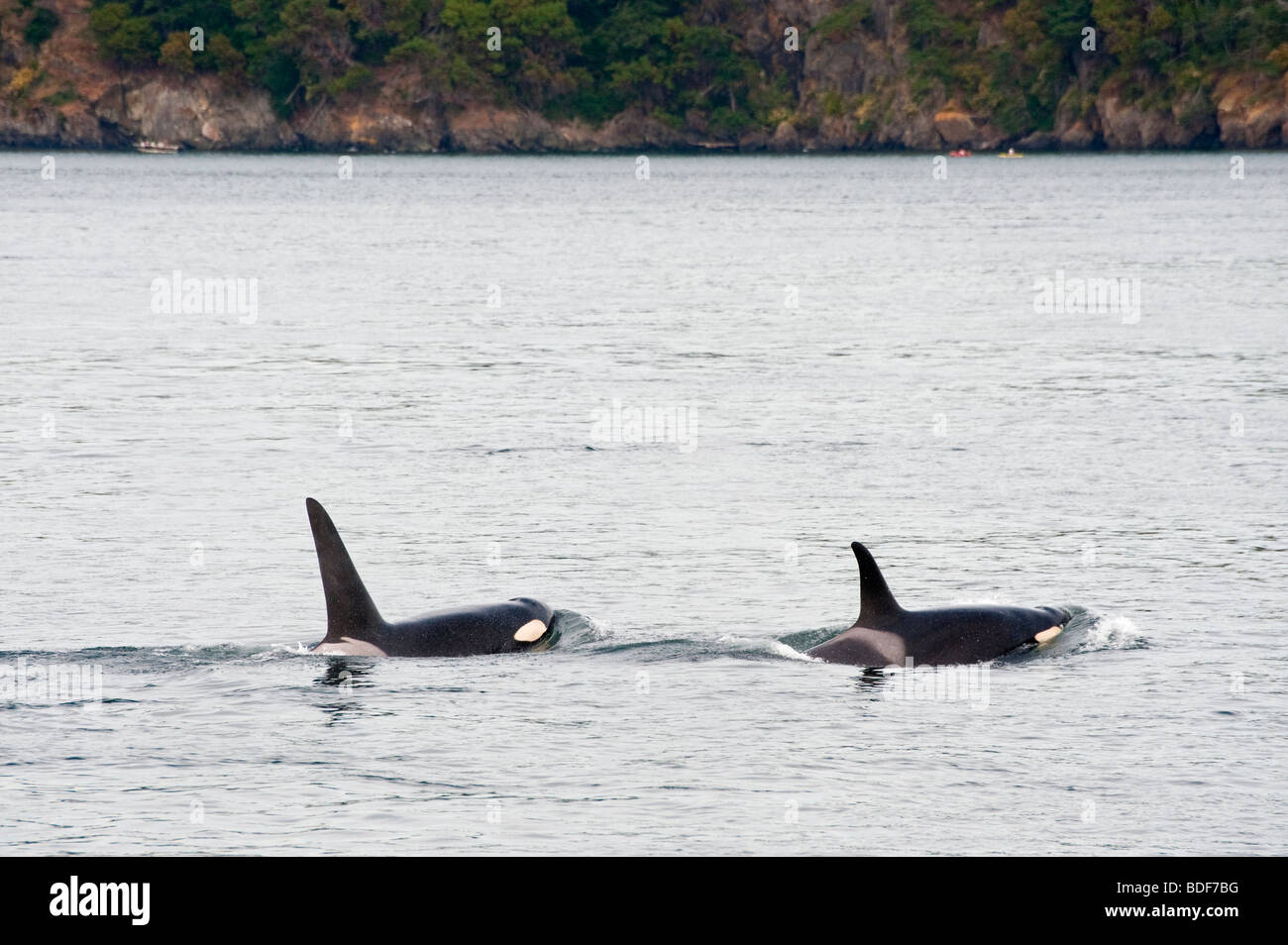 A pair of Orca Whales surface off the west coast of Lopez Island in the San Juan Islands of Washington State, USA. Stock Photo