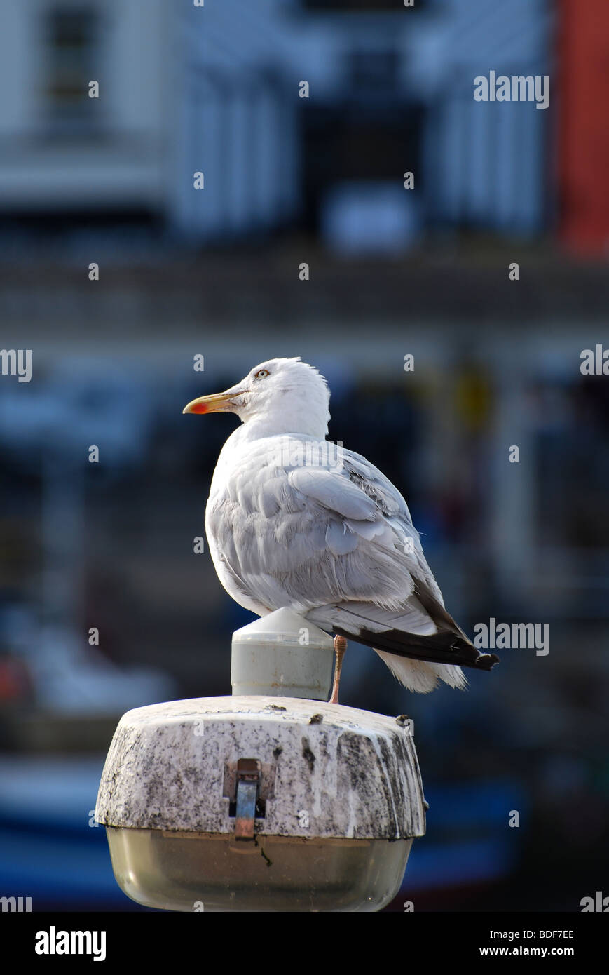 gull toilet on top of lamp post Stock Photo