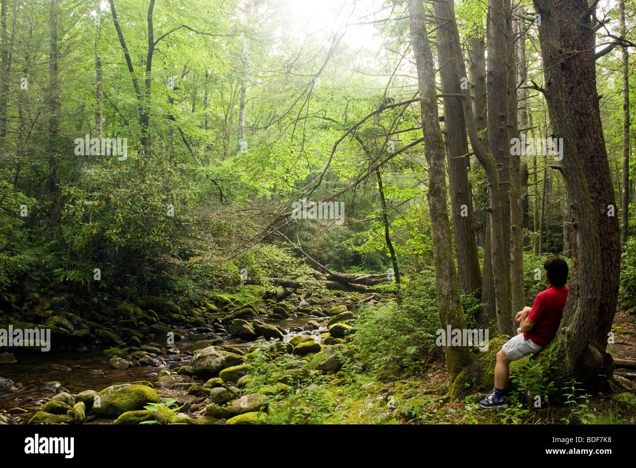 Green forest blue river hi-res stock photography and images - Alamy