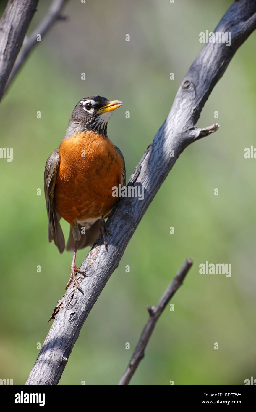 American Robin (Turdus migratorius migratorius), male. Stock Photo