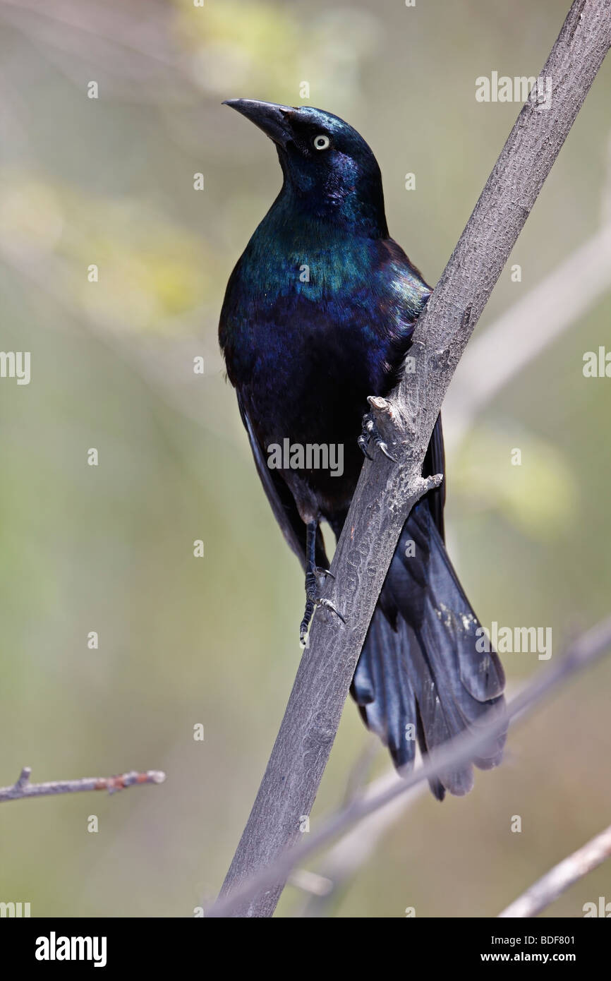 Male common grackle hi-res stock photography and images - Alamy