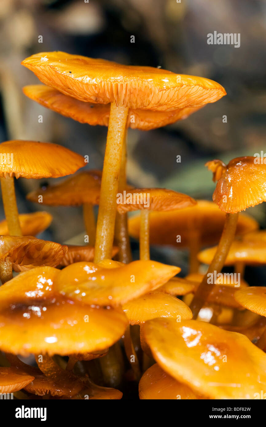 Fungi orange mushroom hires stock photography and images Alamy