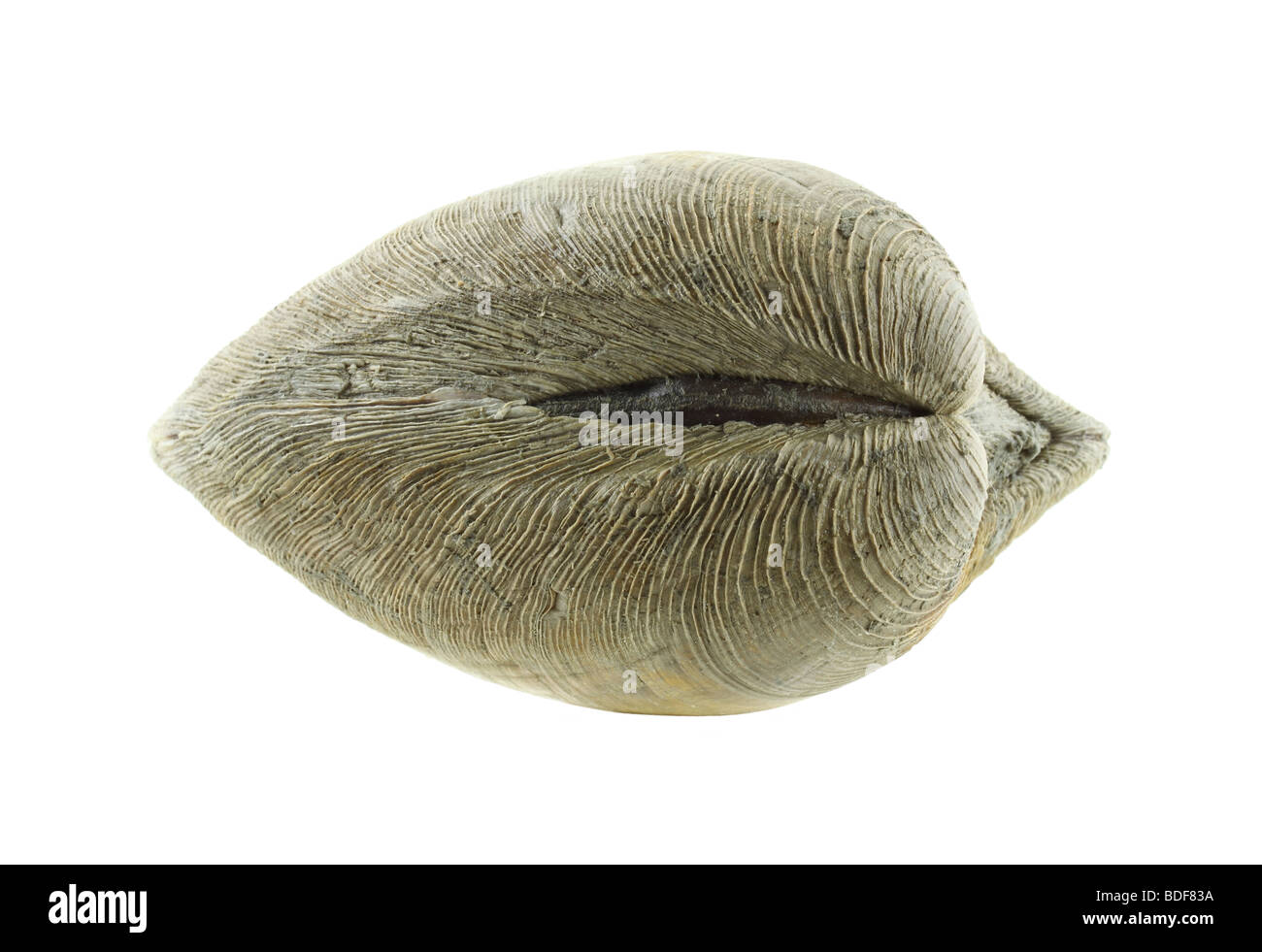 Quahog clam muscle Stock Photo