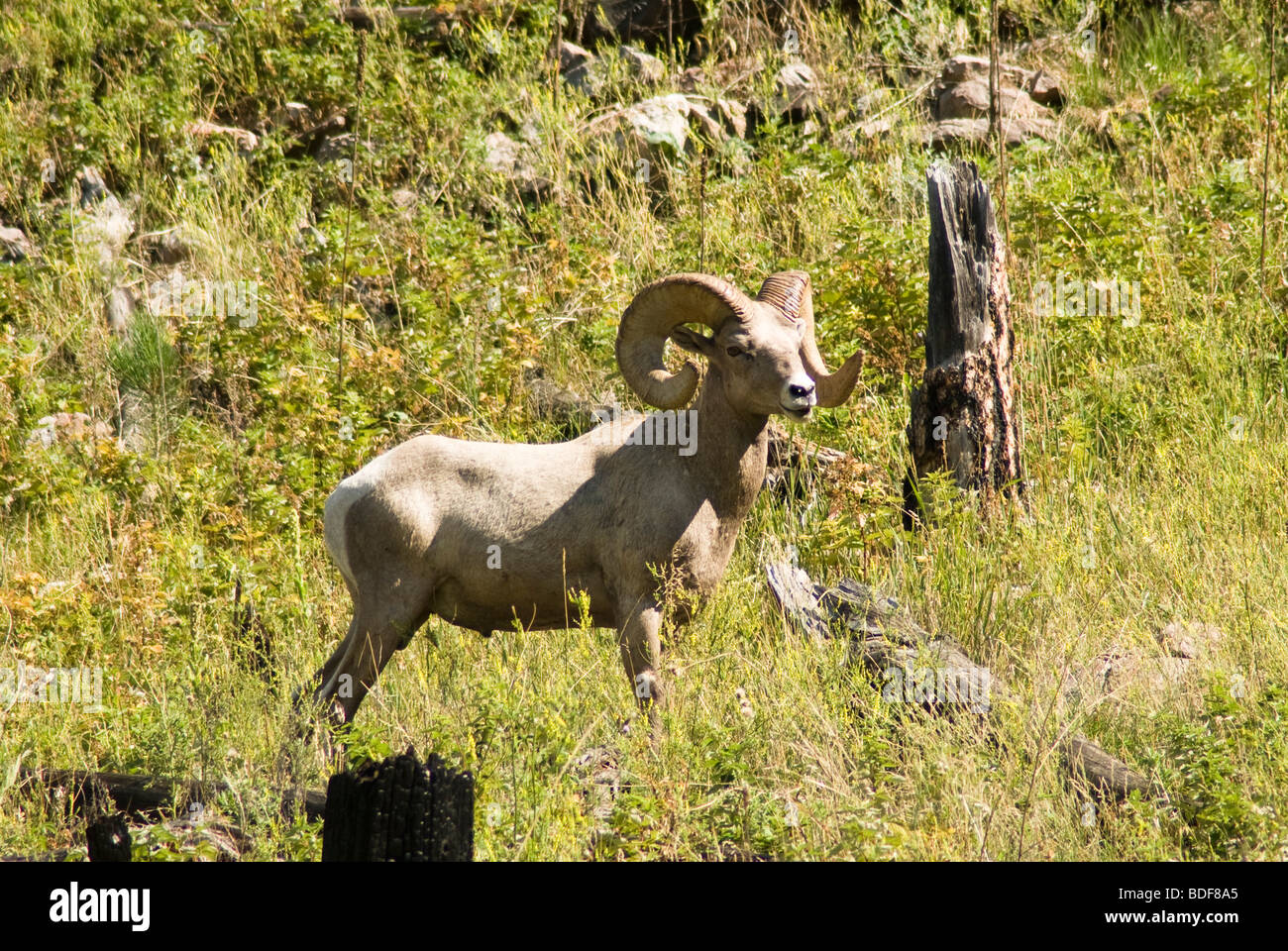 Bighorn Sheep in the Black Hills of South Dakota Stock Photo Alamy