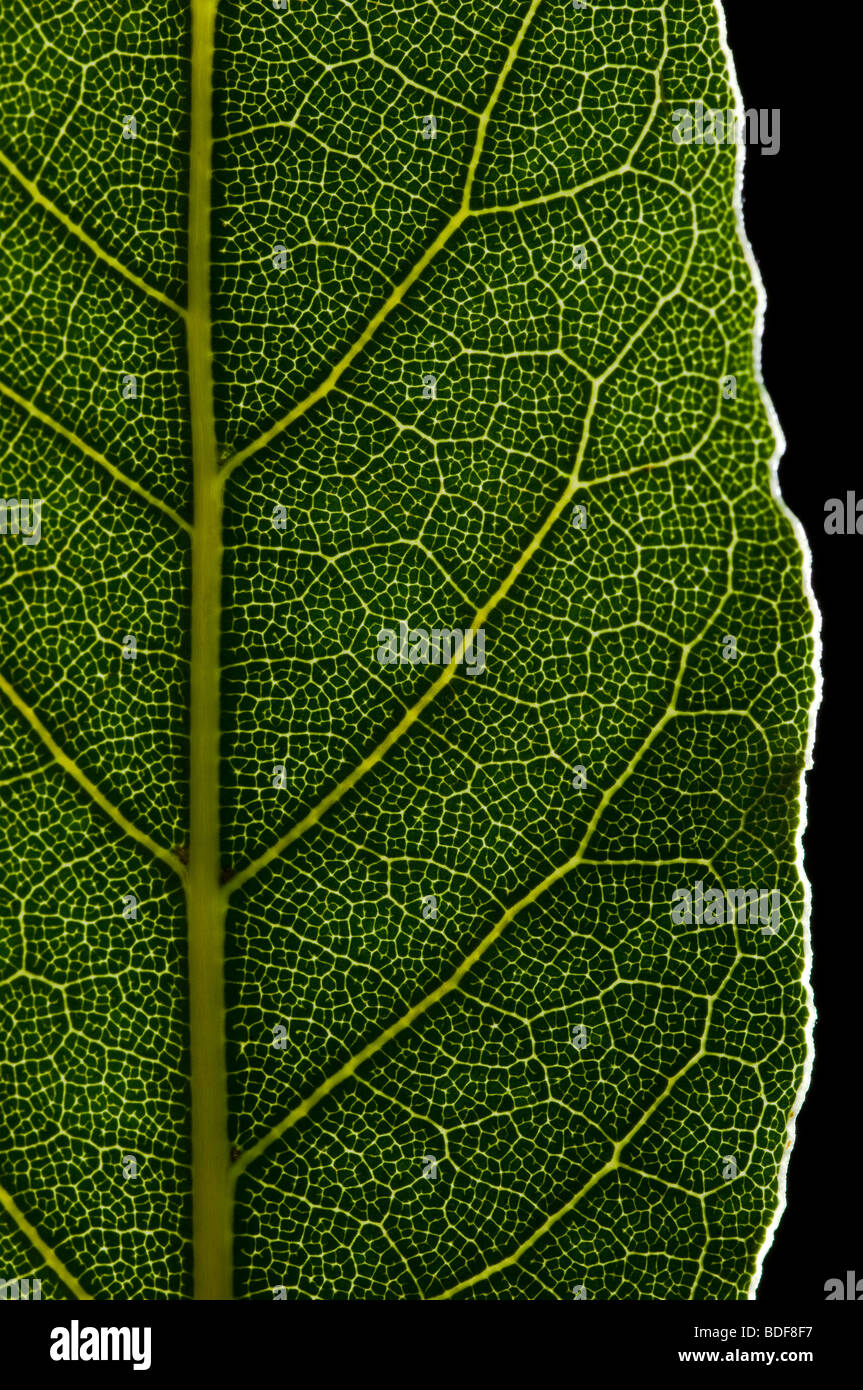 Bay leaf close up detail showing form and structure Stock Photo