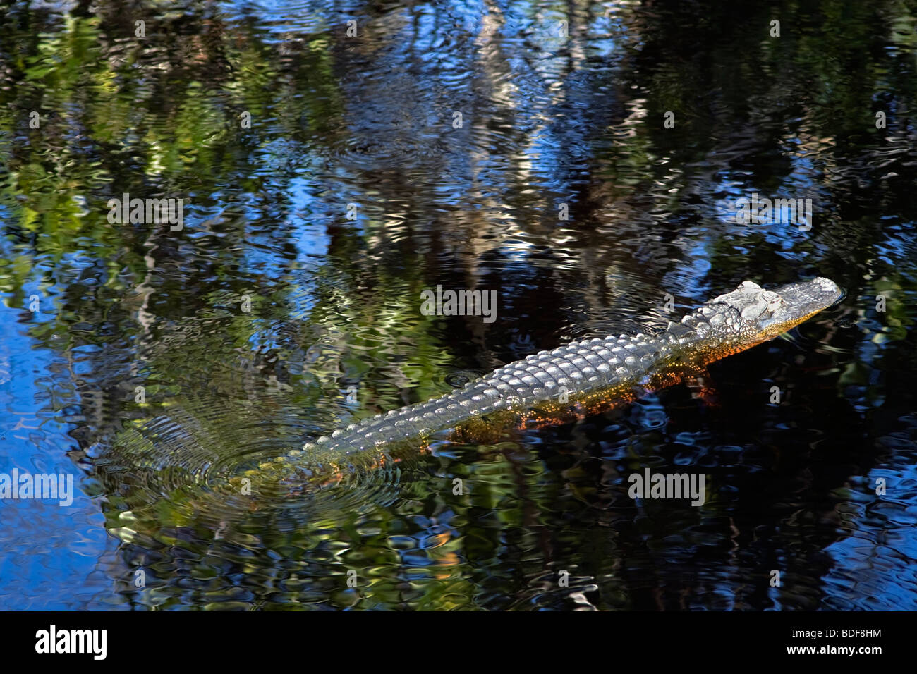 Floating aligator hi-res stock photography and images - Alamy