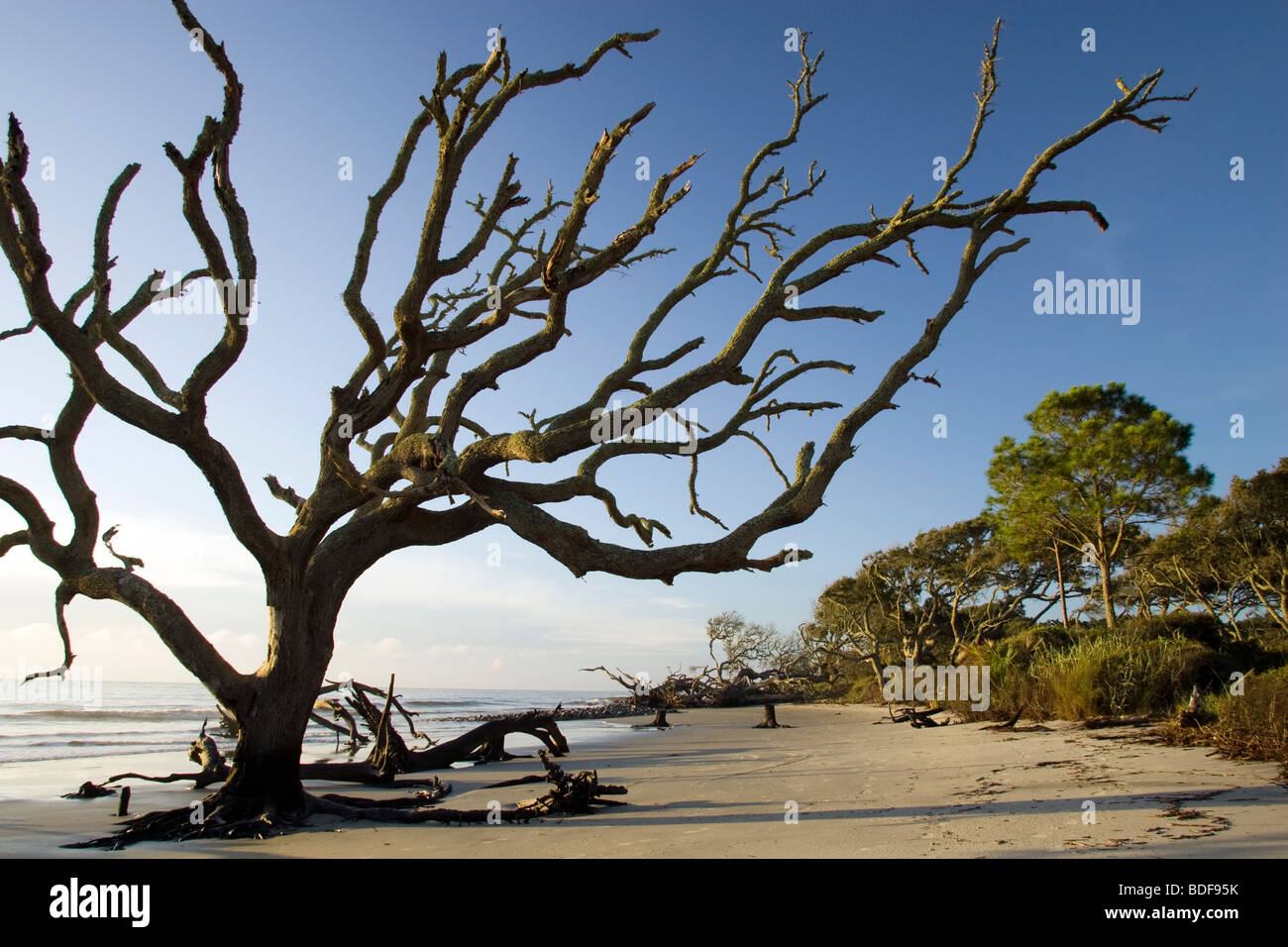 Driftwood Beach Jekyll Island, USA Stock Photo Alamy
