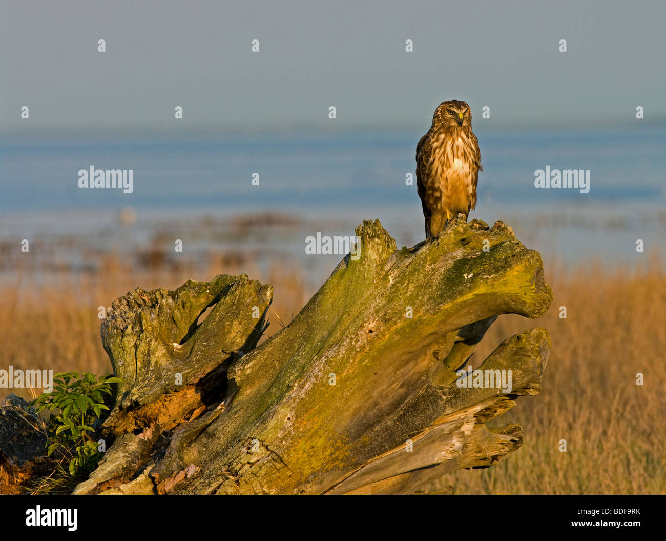 Harrier hawk hi-res stock photography and images - Alamy