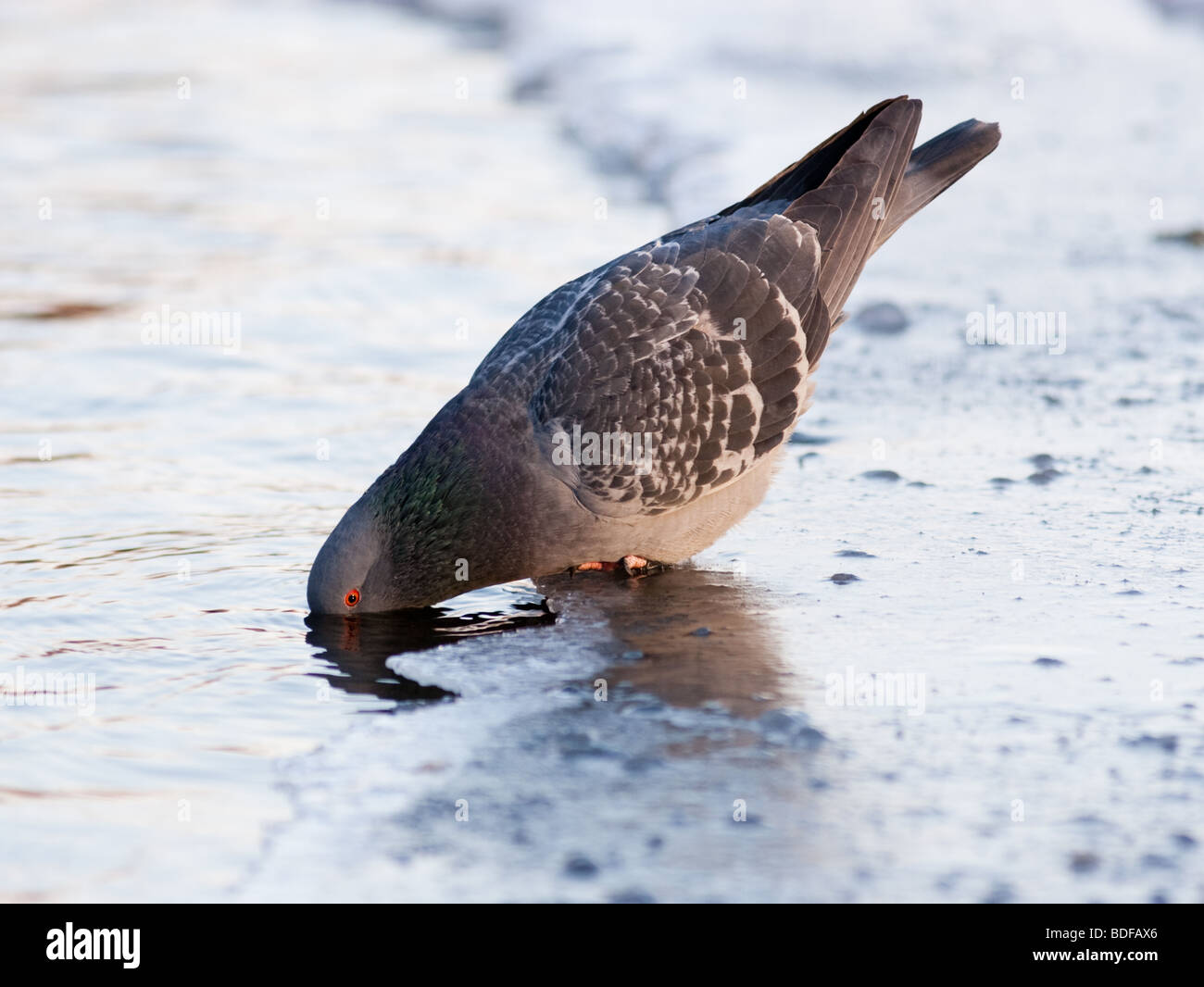 The blue rock pigeon has hung a head in a pond and drinks water Stock