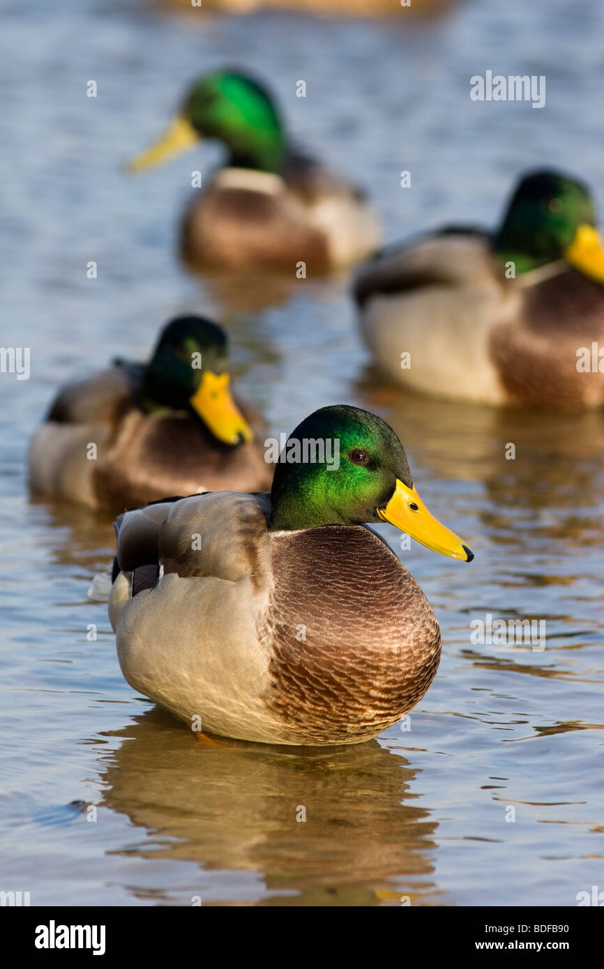 The group of drakes sits in water. Close up photo showing the brilliant