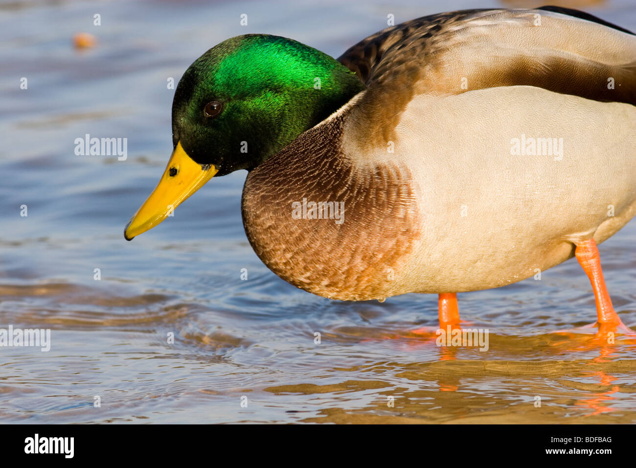 Close up photo showing the brilliant green colours of the male Mallard ...