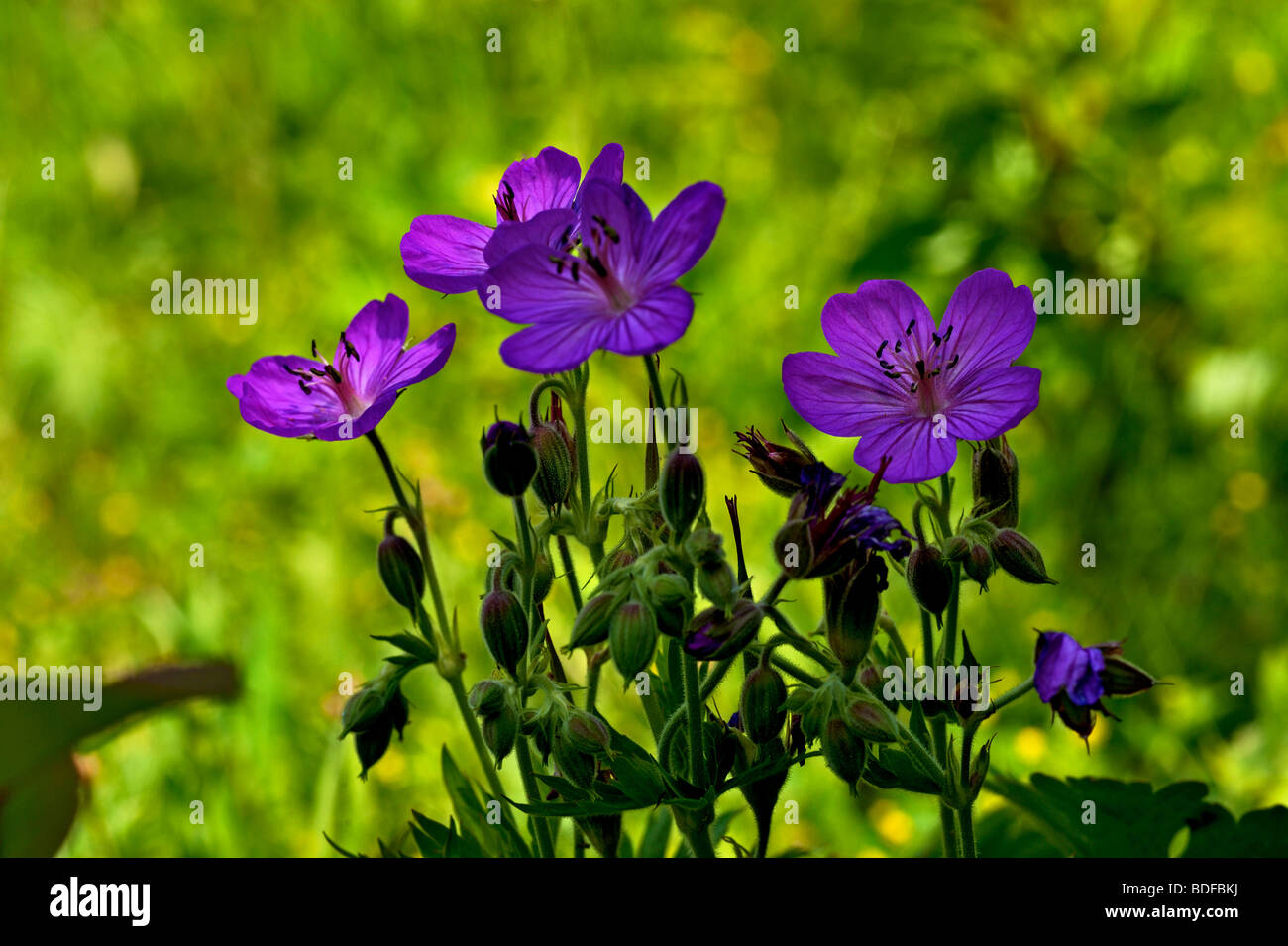 Wild flowers in Glacier National Park, Montana, USA Stock Photo