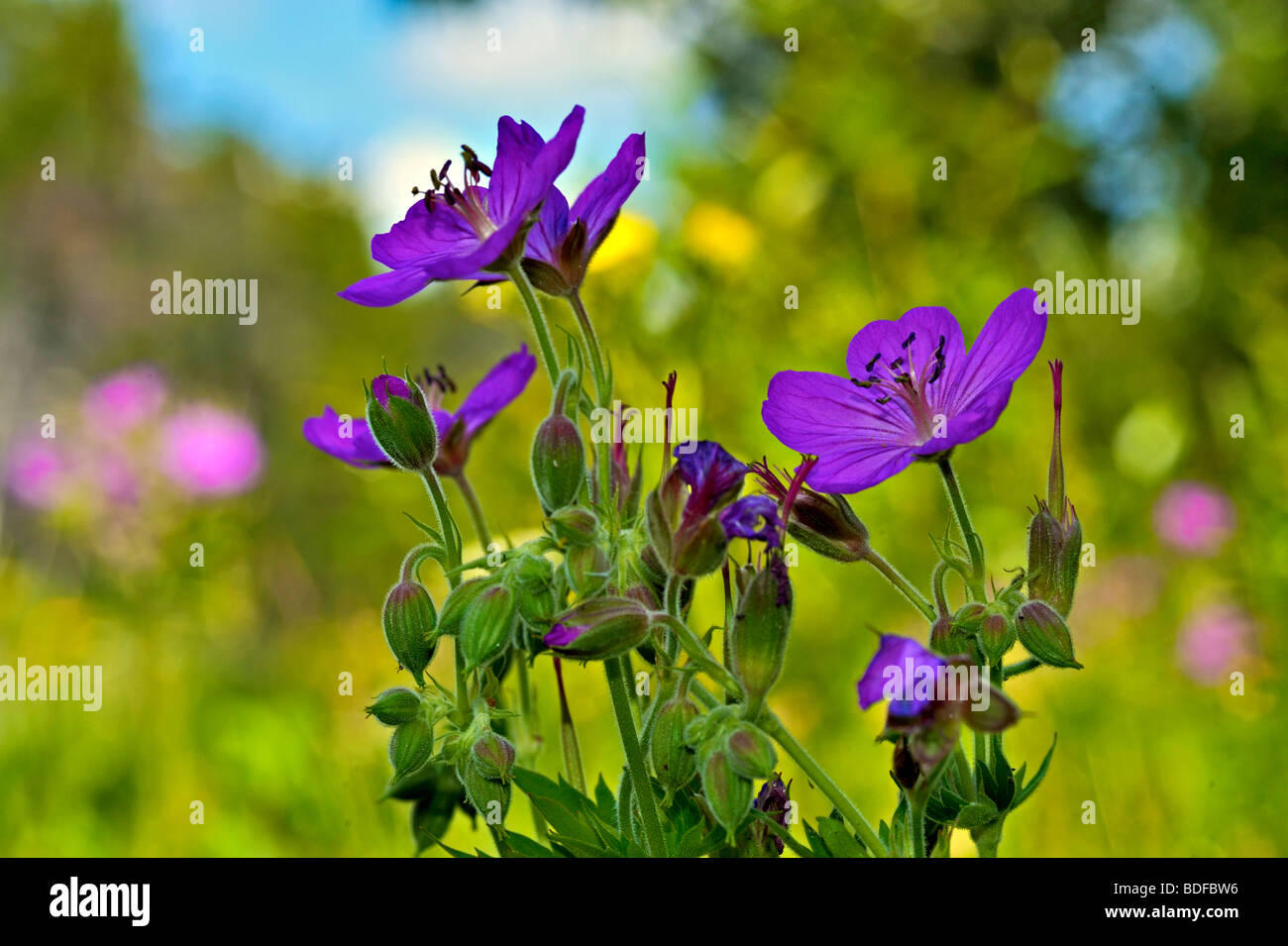 Wild flowers in Glacier National Park, Montana, USA Stock Photo - Alamy