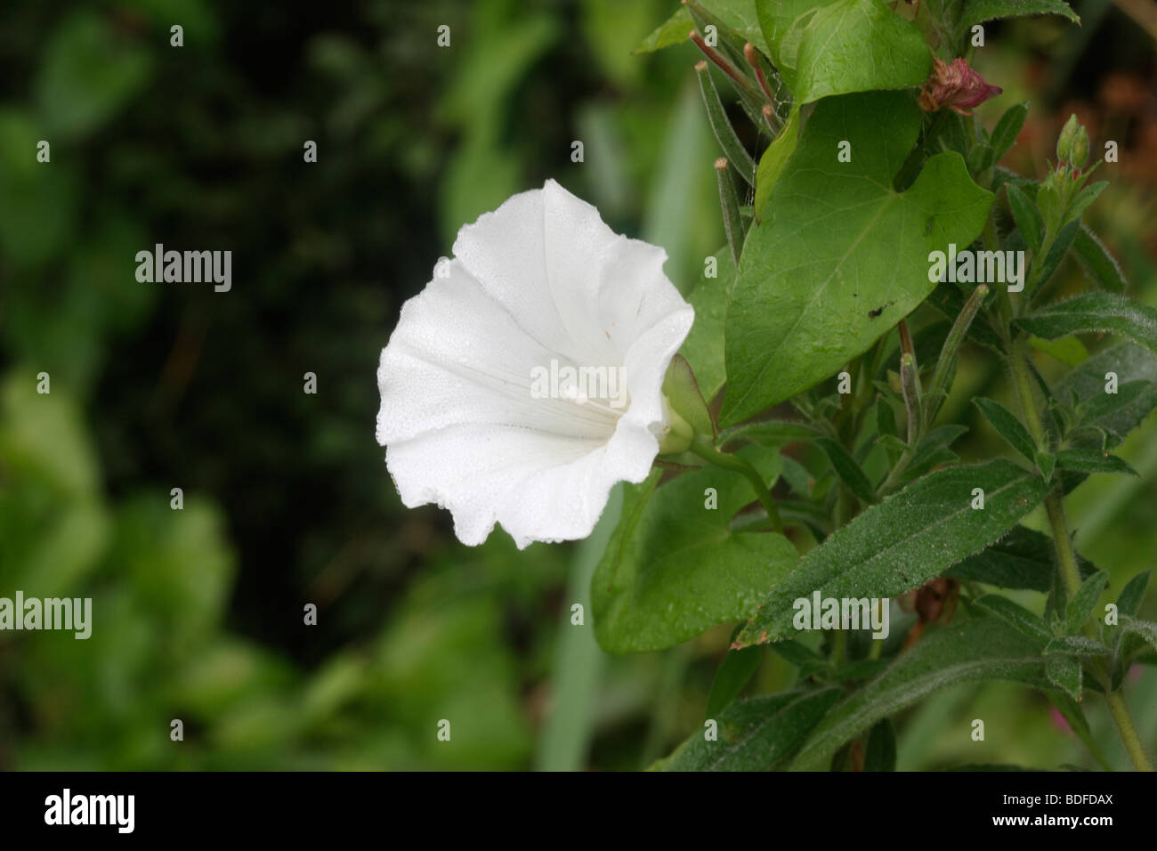 Hedge Bindweed High Resolution Stock Photography and Images - Alamy