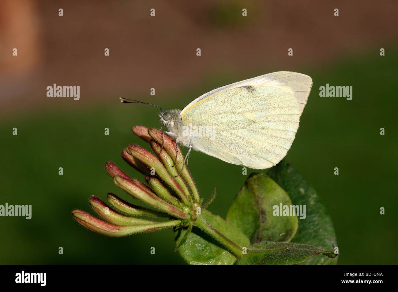 Large white butterfly, Pieris brassicae, Midlands, August 2009 Stock Photo